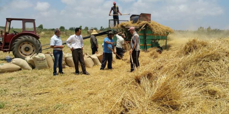 مصر على طريق زيادة الإنتاج الزراعي.. تجربة صنف جديد من القمح يحقق إنتاجية تصل إلى 5 أطنان للفدان - صوت الأمة