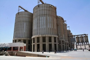 سوهاج.. استعدادات مكثفة لموسم توريد القمح 2026