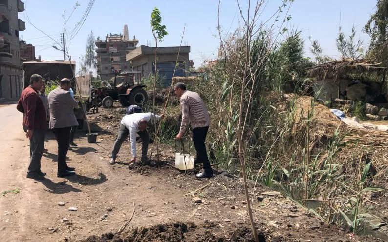 محافظ كفر الشيخ يتابع زراعة الأشجار بدسوق ضمن مبادرة 100 مليون شجرة