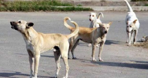 بيطري وصحة بني سويف: ظاهرة الكلاب الضالة خطرا مباشرا على حياة المواطنين