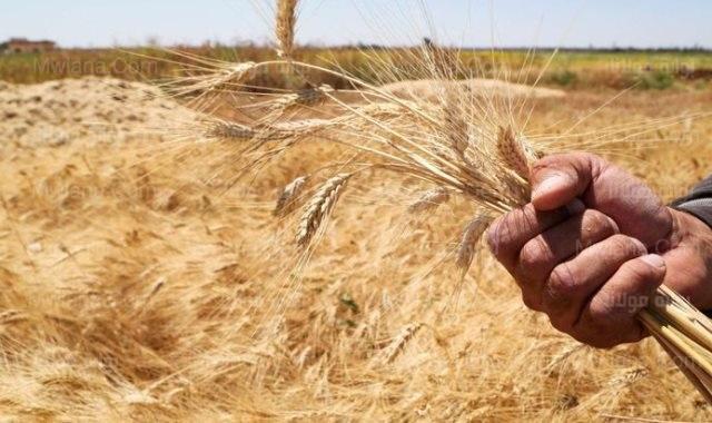 الأولى على الجمهورية.. تموين الشرقية: إجمالي توريد القمح بالمحافظة بلغ نحو 586 ألف طن