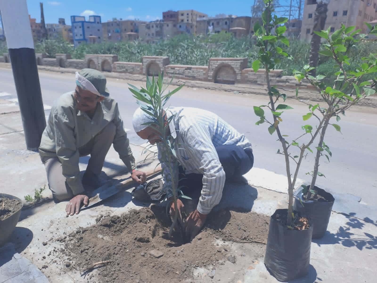 مبادرة جميلة يا بلدي.. محافظ كفرالشيخ يتابع حملات النظافة والتشجير بشوارع الحامول