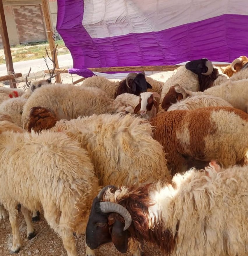 انخفاض أسعار الأضاحي 50 جنيها في الكيلو بجنوب سيناء