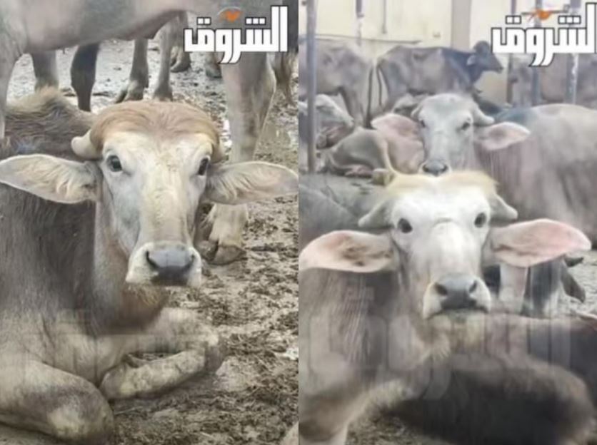 نسخة مصرية من «جاموس ترامب» تخطف الأنظار داخل مجزر بالدقهلية