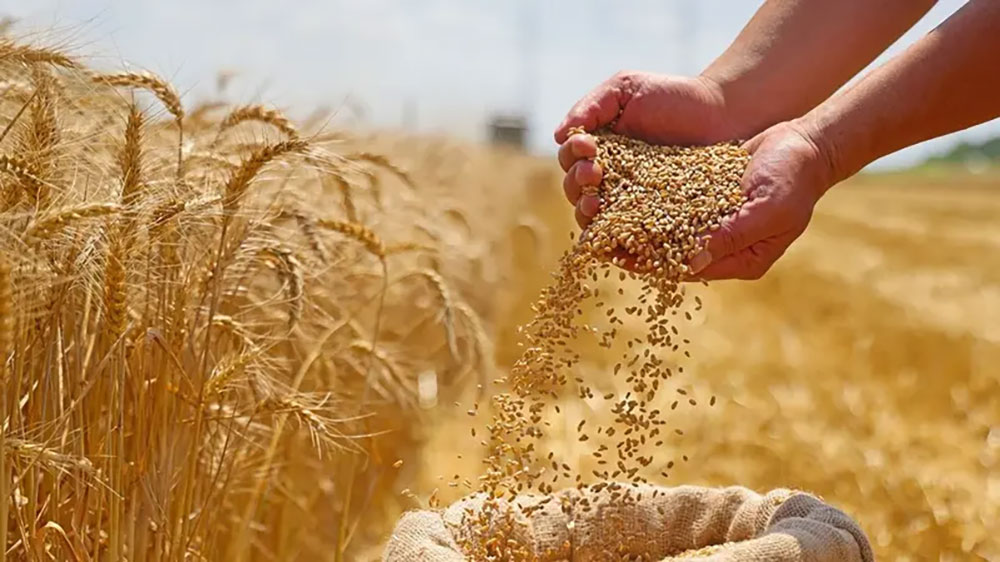 ارتفاع توريدات القمح المحلي إلى أكثر من 1.1 مليون طن حتى الآن | أموال الغد