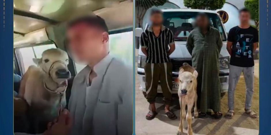 بعد تداول الفيديو .. ضبط مزارع استقل سيارة أجرة بصحبة بقرة بالبحيرة - صوت الأمة