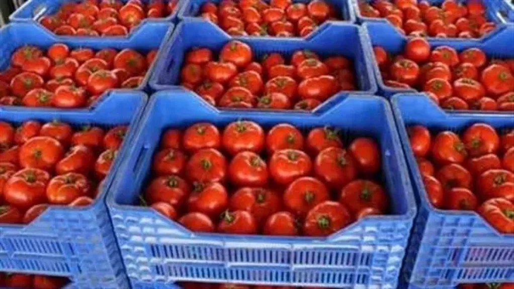 وزارة التموين تطرح الطماطم بسعر 23 جنيهًا للكيلو في المجمعات الاستهلاكية: واستمرار توفير السلع الأساسية